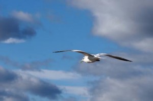 Oruç, bir kelime-i tevhiddir - Senai Demirci