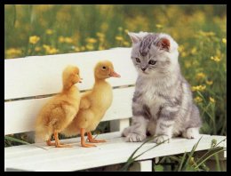 Sizce hayat nedir? - İhtiyar Said