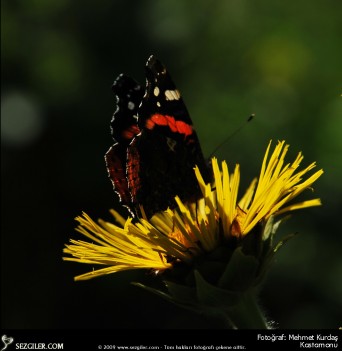 Kalpler Seni bilmeli, diller Seni söylemeli - Selim Gündüzalp
