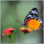 Aşk ve Suçluluk-II  'Mustafa Ulusoy'