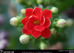 Geçip de aynaya soran var mı? - Selim Gündüzalp