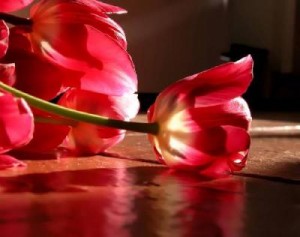 Servetini gerçekten seviyor musun? - Senai Demirci