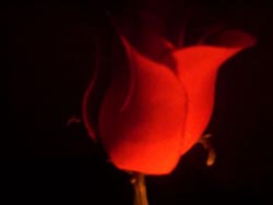 Duyguların dengesi - Metin Karabaşoğlu