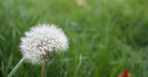 Garip bir yolcudur insan - Selim Gündüzalp