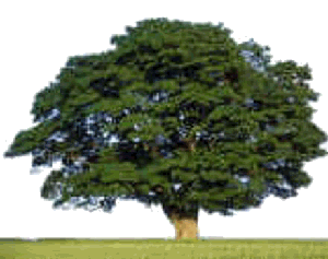 Ağaç
