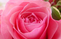 Gül Pembe