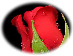 Kırmızı Gül Kırmızı Gül